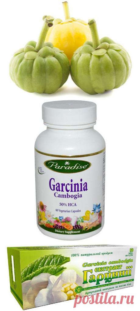 Гарциния камбоджийская – добавка, которая поможет похудеть | ДЕРЖИМ ФОРМУ