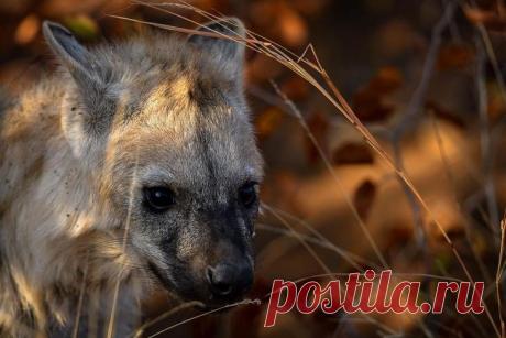 Дикие животные Африки на снимках Стивена Довера