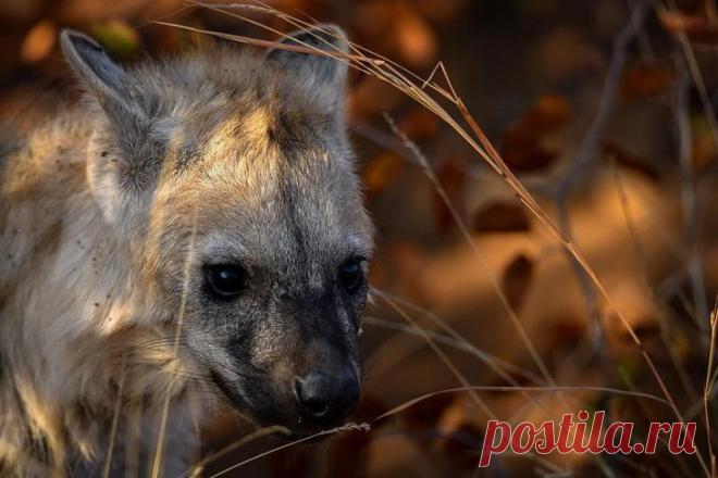 Дикие животные Африки на снимках Стивена Довера