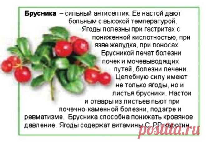 Брусника - лечебные свойства