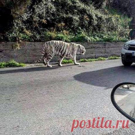 Прибыв в Палермо, циркач Оскар решил прогуляться по городским улочкам. Все бы ничего, если бы он не был тигром.