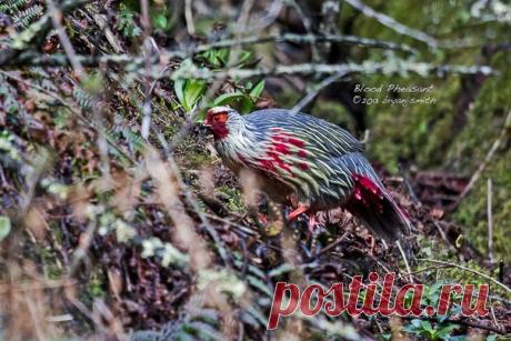 Кровавый фазан.
Свое зловещее название кровавый фазан, или итагин (лат. Ithaginis cruentus), получил за россыпь ярко-красных перышек, хаотично разбросанных по его шее, груди и животу. Нижняя часть хвостового оперения также окрашена в насыщенный темно-алый цвет, а кроваво-красные пятна на голой коже вокруг глаз хорошо заметны даже издалека.
Несмотря на то что итагины гордо именуются птицами, им легче ходить, чем летать. В поисках лишайников, семян и насекомых они бродят по ...