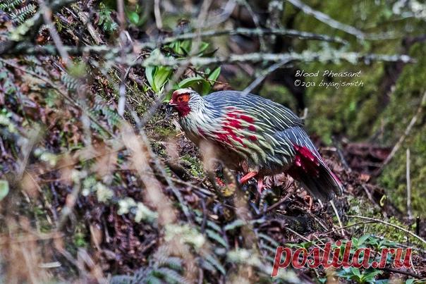 Кровавый фазан.
Свое зловещее название кровавый фазан, или итагин (лат. Ithaginis cruentus), получил за россыпь ярко-красных перышек, хаотично разбросанных по его шее, груди и животу. Нижняя часть хвостового оперения также окрашена в насыщенный темно-алый цвет, а кроваво-красные пятна на голой коже вокруг глаз хорошо заметны даже издалека.
Несмотря на то что итагины гордо именуются птицами, им легче ходить, чем летать. В поисках лишайников, семян и насекомых они бродят по ...