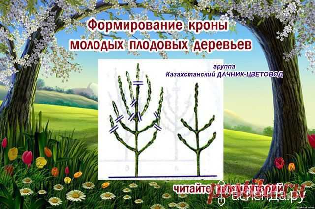 Как и обещала продолжим обучаться обрезке деревьев, кустарников.: Группа Плодовые деревья и кустарники