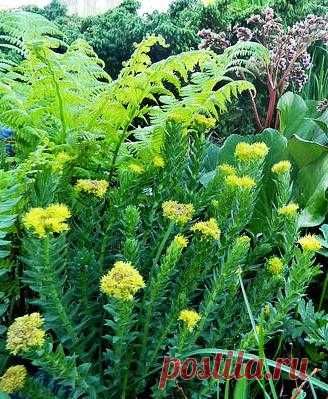 Чудесный дар Алтая — Золотой корень( Родиола розовая (Rhodiola rosea)