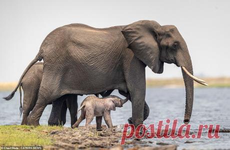 Новорожденный слон