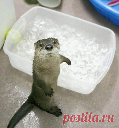 «Ты - выдра» — это комплимент!
