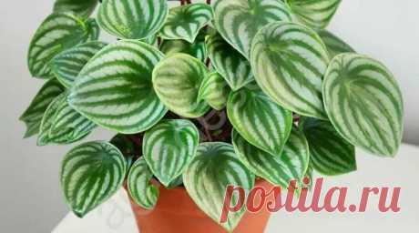 Фото: Пеперомия Аргирея (арбузная) (Peperomia argyreia) | Комнатные цветы и растения