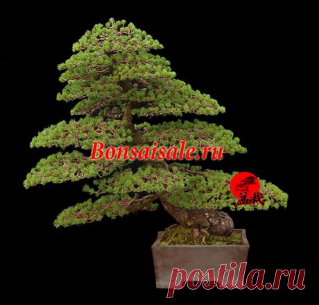 Бонсай эксклюзив белая японская сосна