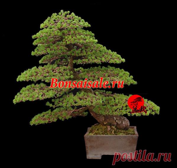 Бонсай эксклюзив белая японская сосна