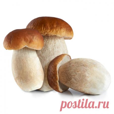 Картинки белого гриба (36 фото) ⭐ Забавник