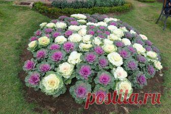 Удобрения для декоративной капусты - правила и схемы