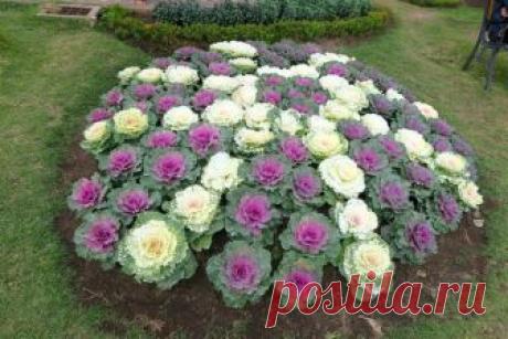 Удобрения для декоративной капусты - правила и схемы