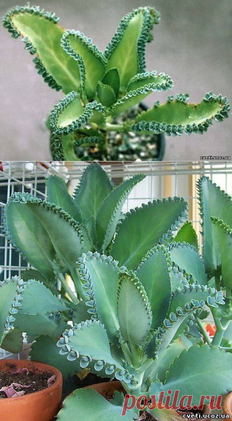 Каланхоэ. Kalanchoe - Каланхоэ - Комнатные цветы и растения - Каталог статей - Цветы и растения