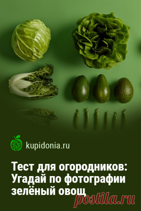Тест для огородников: Угадай по фотографии зелёный овощ. Хорошо ли вы разбираетесь в овощах? Проверьте это с помощью нашего теста. Сегодня, мы предлагаем вам угадать зелёные овощи по фотографии и подсказке.