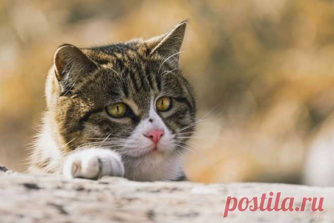 Сердцу не прикажешь - OGADANIE.RU