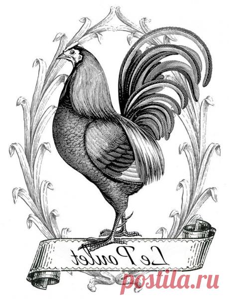 Printable Image Transfer - French Chicken