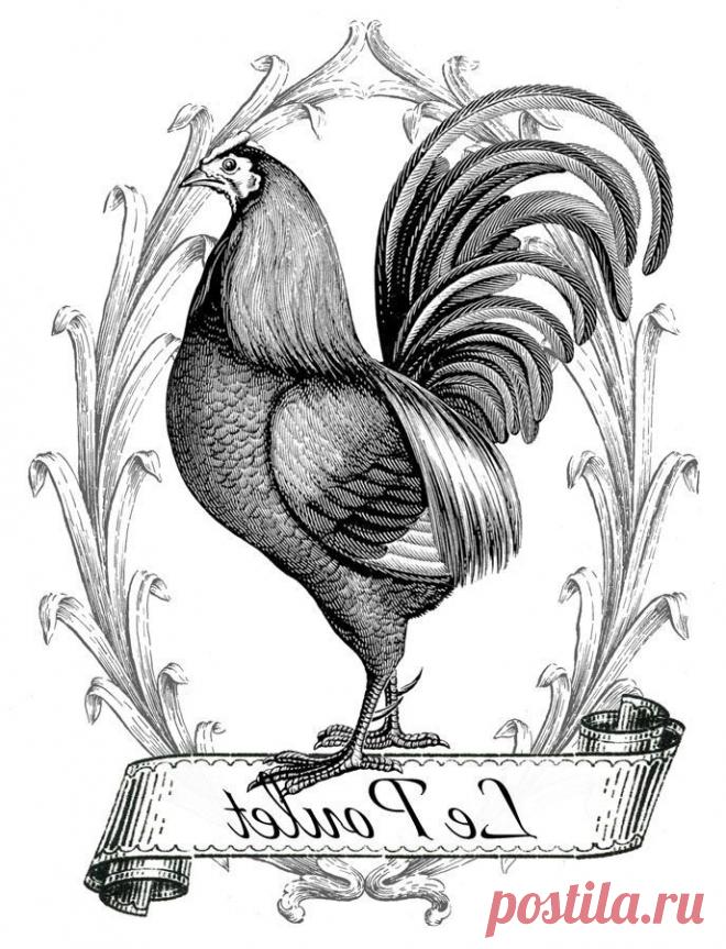 Printable Image Transfer - French Chicken