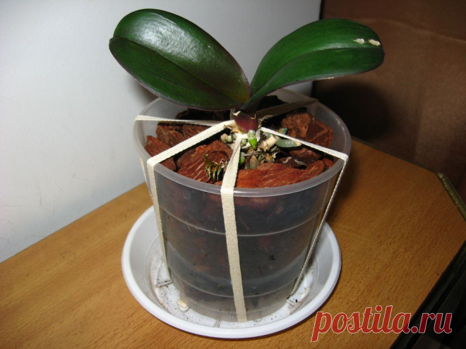 Phalaenopsis. Орхидея без корней. РЕАНИМАЦИЯ. Фаленопсис без корней. Реанимация Фаленопсиса. Умирает Фаленопсис. Как спасти фаленопсис БЕЗ КОРНЕЙ?