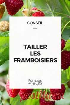 Jardin в Pinterest