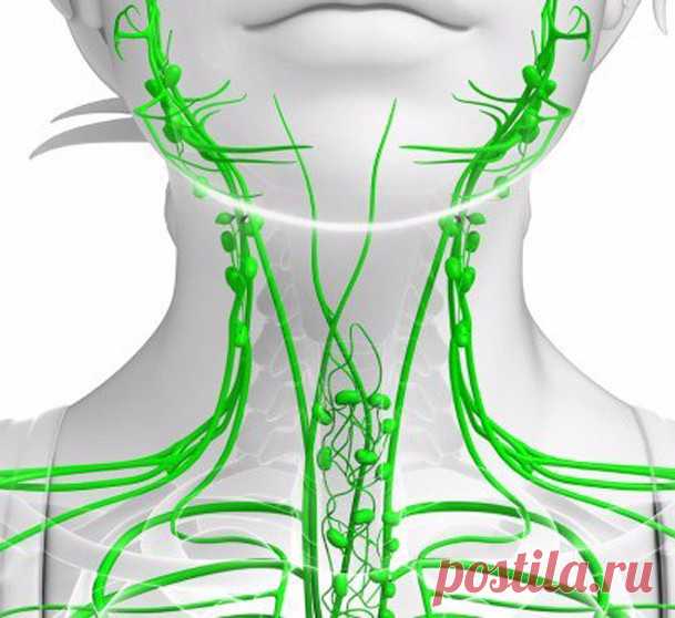 Лимфаденит: 80% того, что мы делаем, вредит нашему здоровью Экология здоровья: В нашем организме протекают две реки жизни, очень тесно связанные между собой, но, тем не менее, вполне себе автономные. Одна из них «красная река». Это кровь и кровеносная система. Другая – «белая река». Это лимфа (от лат. lympha – чистая вода, влага) и лимфатическая система. Когда мы говорим о лимфе, то имеем в виду ту прозрачную жидкость, которая выделяется из мелких ранок и в народе зовётся сукровицей.