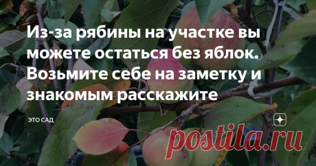 Из-за рябины на участке вы можете остаться без яблок. Возьмите себе на заметку и знакомым расскажите Наверное, вы сейчас спросите: каким образом яблоки зависят от рябины?
Рассказываю. У нас соседка не так давно (пару лет назад) посадила у своего дома симпатичную небольшую рябинку. Красивая, конечно, особенно когда на ней краснеют ягоды.
За это время она подросла и превратилась в красивое деревце, ходим все любуемся.
Фото автора