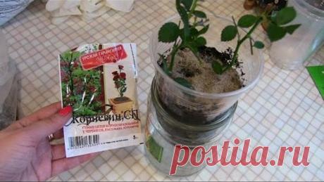 Как укоренить РОЗУ с букета или горшка/Простой и очень эффективный способ