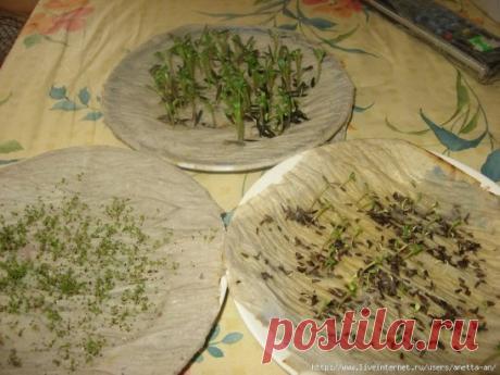 (48) Одноклассники КАК У МЕНЯ ПРОРАСТАЮТ СЕМЕНА