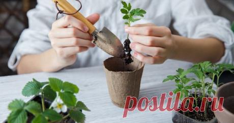 Чего не хватает рассаде – быстрая диагностика и помощь Даже у опытных дачников время от времени возникают проблемы с рассадой. Чтобы спасти сеянцы, нужно быстро найти причину возникновения проблемы и пути ее решения. Мы расскажем о трудностях, которые случаются чаще всего, и дадим советы, как с ними справиться.