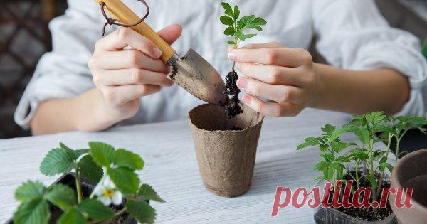 Чего не хватает рассаде – быстрая диагностика и помощь Даже у опытных дачников время от времени возникают проблемы с рассадой. Чтобы спасти сеянцы, нужно быстро найти причину возникновения проблемы и пути ее решения. Мы расскажем о трудностях, которые случаются чаще всего, и дадим советы, как с ними справиться.