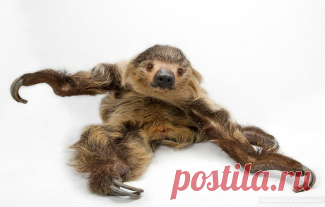 Портреты уникальных животных, Джоэл Сартори, Joel Sartore .  Ленивец