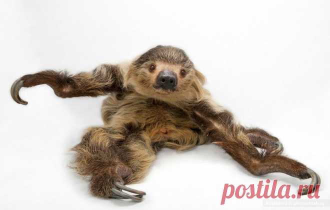 Портреты уникальных животных, Джоэл Сартори, Joel Sartore .  Ленивец