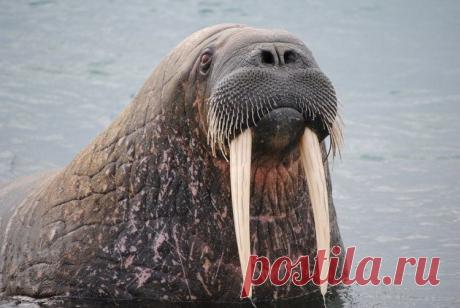 Морж | Русское географическое общество