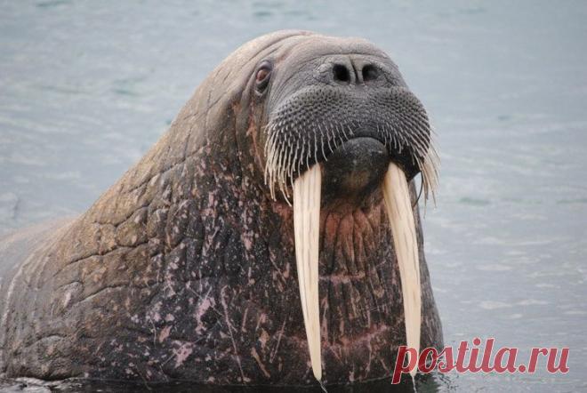 Морж | Русское географическое общество