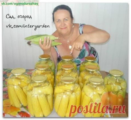 Кукуруза маринованная
Молодые, очищенные початки уложить в 3-х литр. банку. Туда же всыпать - 1стол. ложку соли, 150г. сахара, 2стол. ложки 9% уксуса, 1таблетку аспирина. Залить всё кипятком и стерелизовать 1 час. Закатать. Укутать