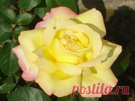 РАЗМНОЖАЕМ РОЗЫ ЧЕРЕНКАМИ.