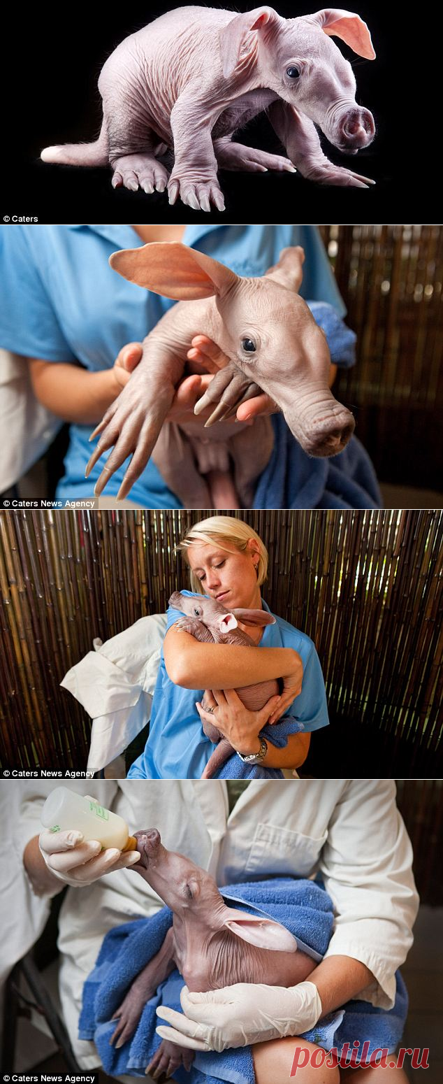 Малыш трубкозуб впервые на людях в зоопарке Флориды