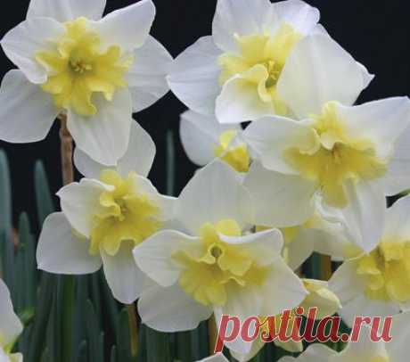 Narcissus 'Bella Estrella' Bella Estrella' means "Beautiful Star," a good name for this refined, fragrant Daffodil with white petals and a pale yellow cup.