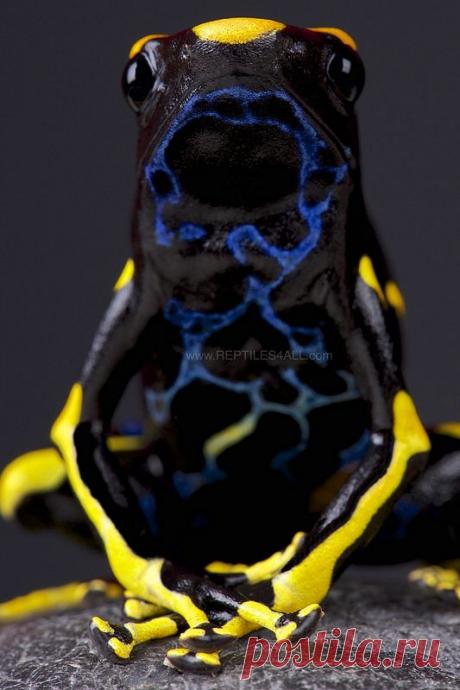 mxtraculous • earthlynation: Dyeing Dart Frog. Source