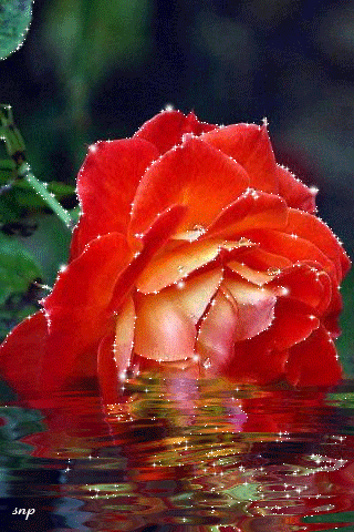 مـنـتـدئ عـشـاق الـورؤد – Google+