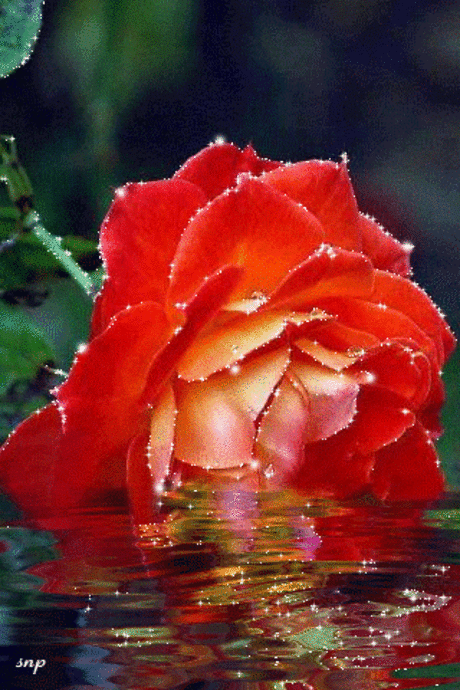 مـنـتـدئ عـشـاق الـورؤد – Google+
