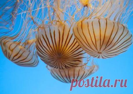 9 Канал ТВ - Медузам понравилось в Израиле — они решили вернуться