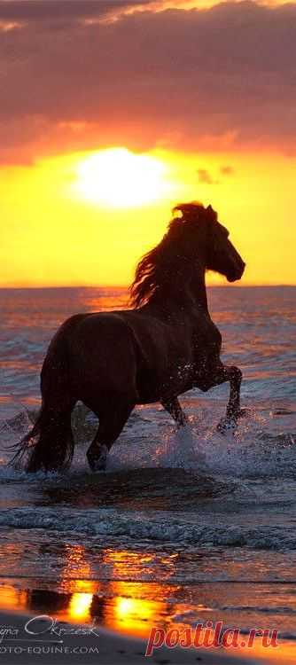 Equine: Discover and save creative ideas