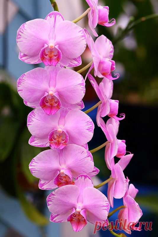 ✯ Phalaenopsis Meddy 'Arrow' | FLOWERS