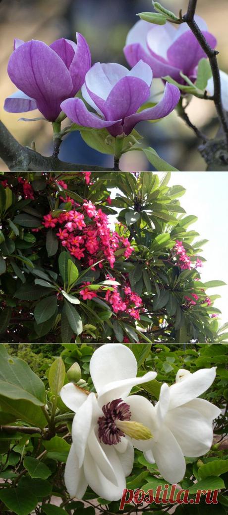 МАГНОЛИЯ - НЕМНОГО КРАСИВЫХ ИСТОРИЙ И ЛЕГЕНД.