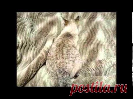Кошки - мастера маскировки. Найди кота в картинках.  YouTube