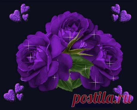 розы