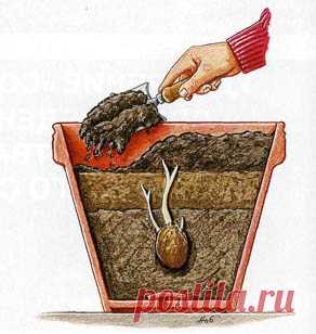 Оригинальные способы выращивания картофеля — 6 соток
