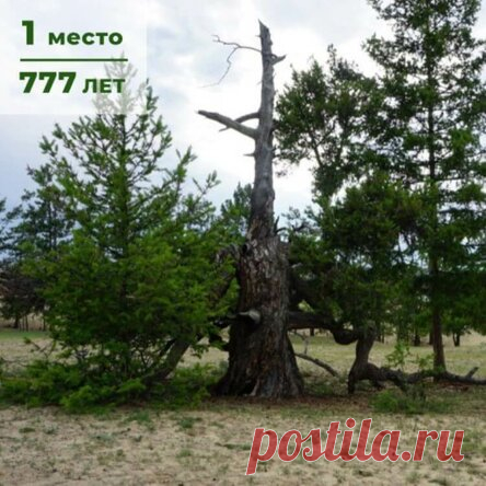 Где находятся самые старые деревья России и сколько им лет?