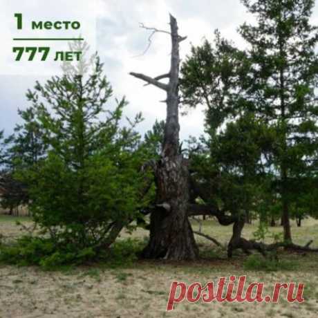 Где находятся самые старые деревья России и сколько им лет?